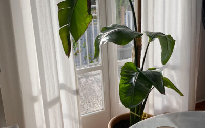 The Year of Slow Living